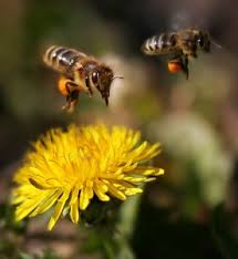 Growing flowers that bees love. Bee Friendly Plants Find Out What To Plant And Help The Bees Bees4life