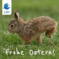 Wir Wunschen Euch Ein Frohes Osterfest Und Erholsame Feiertage Foto Junger Feldhase Zdenek Tunka Baby Hasen Feldhase Ostern