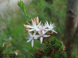 Image result for Tetragonia calycina