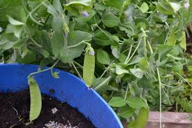 If you are interested in growing pea shoots, mercola has an entire kit, including the sprout doctor soil for sale here. Growing Snow Peas In Winter Sara S Kitchen Garden