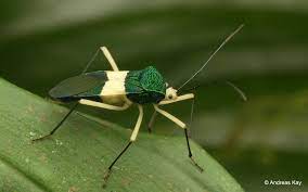 Leaf Footed Bug Paryphes Sp Coreidae Leaf Footed Bug Bugs Insects