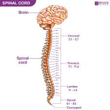 It comprises of a series of bones called the vertebrae of varying sizes extending from the skull to the small of the back. Spinal Cord Anatomy Structure Function Diagram