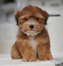 What are the colors of a havanese coat? Chocolate Havanese Breeder Small Non Shedding Hypoallergenic Dogs Pups For Sale In Corryton Tennessee Classified Americanlisted Com