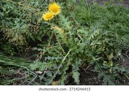 Image result for Berkheya radula