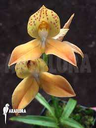 Image result for Disa woodii