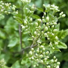 Image result for Clematis recta atropurpurea