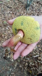 Maronenrohrling Waldmeierei
