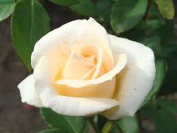Create glamorous arrangements with true white garden roses. Flowers Rose Roses Flower One Rose Garden Nature White Rose Beautiful Flower Macro Petals Pikist