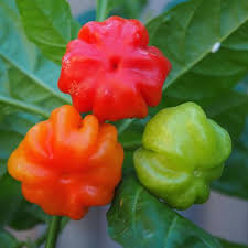 This version of the ornamental explosive ember is quite a bit different to the original variety most. 60 Chilli Seedz Com Ideas Stuffed Peppers Stuffed Hot Peppers Chilli