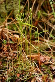 Image result for Schizaea