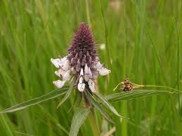 Image result for Mimulopsis runssorica