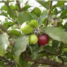 Image result for Dovyalis sp. A