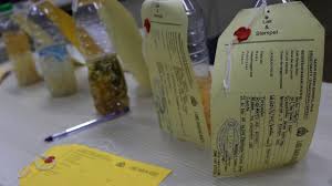 Harga yang ditawarkan adalah sangat murah. Harga Benih Lobster Mutiara Asal Ri Di Vietnam Dua Kali Lipat Kumparan Com