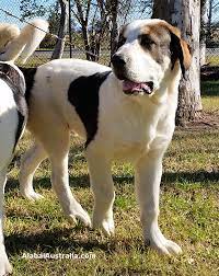 Growing up, dogs become more like an east european individual. Alabai Australia Central Asian Shepherd Dog Alabai Puppy Photos