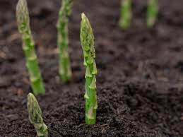Image result for Asparagus