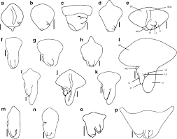 Image result for Brachythrix glomerata