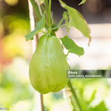 Image result for Sechium edule