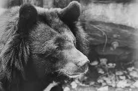 Hd Wallpaper Bear Black Captivity Sad Black And White Animals Nature Wallpaper Flare