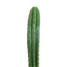 San Pedro Cactus Growkit