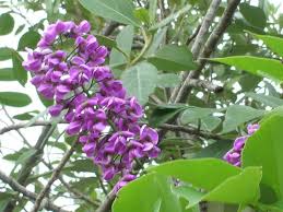 Image result for Lonchocarpus