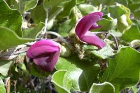 Image result for Canavalia