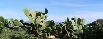 As someone who has tried cactus juice in the past i can say yes i experienced hallucinations after drinking about half to 3 quarters of a little they were quite strong for a period of. Bioplastic Made From Cactus Juice Materialdistrict