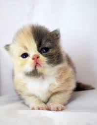 Baby kitten print, cute animal photography, nursery cat wall art, baby room print, girls room decor, farm animal print, digital download#105 lotusprintstudio. Baby Kitten Pussy Cat Free Photo On Pixabay