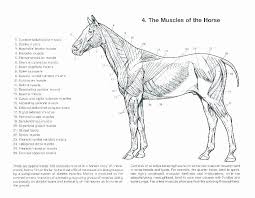 Printable Horse Anatomy Worksheets Free Printable Anatomy Coloring Pages Sreepeetham In 2020 Horse Anatomy Horses Animal Anatomy