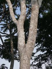 Image result for Petersianthus macrocarpus