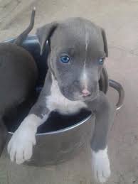 Incredibulz dirty harry x crump's bullies chloe. Blue Pitbull Puppies For Sale In Tucson Arizona Classified Americanlisted Com