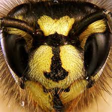 Call us now on 01782 624989 to safely remove your rodents and insect problems and other pests. Alpha Pest Control