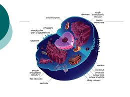 Check spelling or type a new query. Unit 3 Section Sec 7 2 Cell Structure Animal And Plant Cells Have More Similarities Than Differences Ppt Download