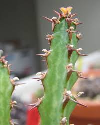 Image result for Euphorbia jubata