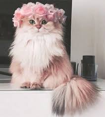 Kucing kecil hingga usia sebelum dua tahun, giginya masih bersih putih dan terawat. Kaistal Oneshoot Cute Cats And Dogs Cute Baby Cats Cute Animals