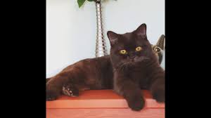 British shorthair cattery muslin cats, st.petersburg, russia. British Shorthair Kitten Brown Color Chocolate Color Youtube