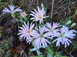 Image result for Caryophyllaceae