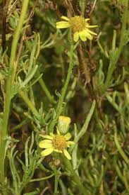 Image result for Senecio consanguineus