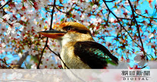 今度はカワセミが行方不明 ９月にはアシカの赤ちゃんも 朝日新聞デジタル