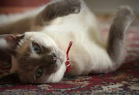 However, cats can still get skin cancer. Common Skin Problems In Cats
