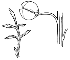 Image result for Lepidium bonariense