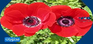 انواع الورود واسمائها بالعربي والانجليزي بالصور جميلة جدا موقع محتويات