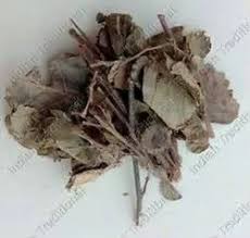 Image result for Pleurolobus