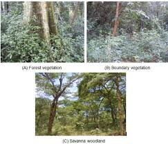 Image result for Chrysophyllum gorungosanum