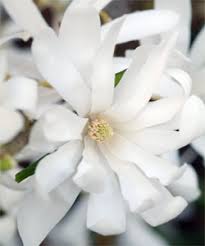 Facile à vivre, il vous fera des fleurs tout l'hiver (viburnum tinus) 3. Farandoles De Fleurs Blanches Vive Le Printemps Gamm Vert
