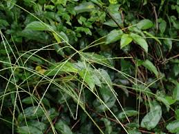 Image result for Digitaria seriata