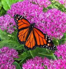 We did not find results for: 6 Steps To Creating Your Butterfly Garden