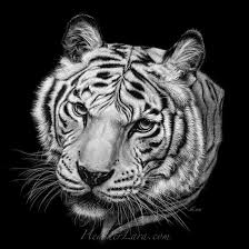 Narmada 3 Tiger Painting Animal Paintings Scratchboard Art