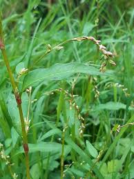 Image result for Persicaria decipiens