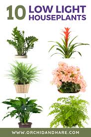 10 Low Light House Plants Indoor Plants That Grow Without Sunlight Plants Low Light House Plants Best Indoor Plants