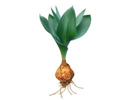 Image result for Drimia